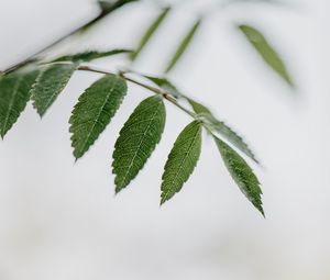 Preview wallpaper leaves, stem, macro, white, green