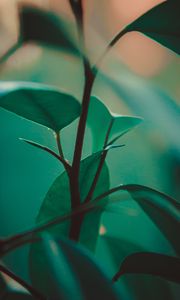 Preview wallpaper leaves, stem, plant, green, exotic