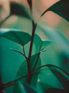 Preview wallpaper leaves, stem, plant, green, exotic