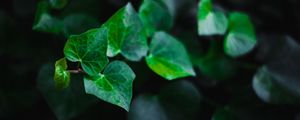 Preview wallpaper leaves, stem, plant, green, macro