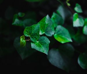 Preview wallpaper leaves, stem, plant, green, macro