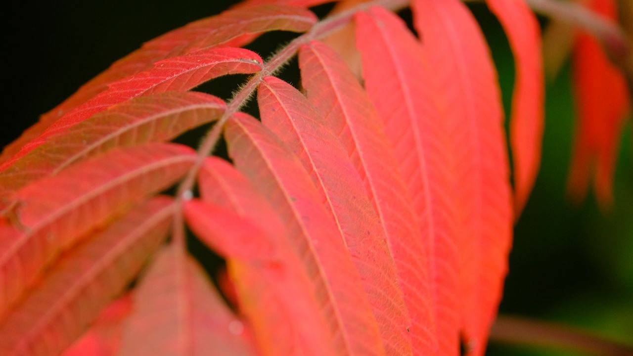 Wallpaper leaves, stem, red, autumn, macro