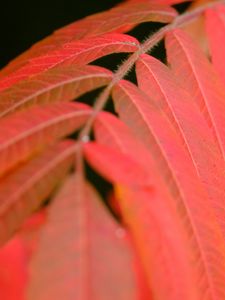 Preview wallpaper leaves, stem, red, autumn, macro