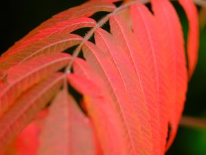 Preview wallpaper leaves, stem, red, autumn, macro