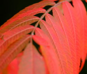 Preview wallpaper leaves, stem, red, autumn, macro