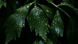 Preview wallpaper leaves, stems, drops, dark