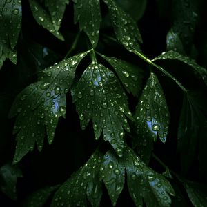 Preview wallpaper leaves, stems, drops, dark