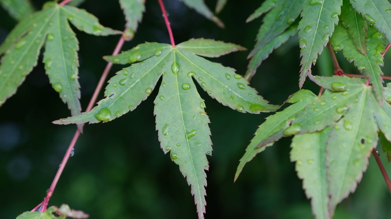 Wallpaper leaves, stems, drops, macro, green