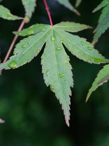 Preview wallpaper leaves, stems, drops, macro, green