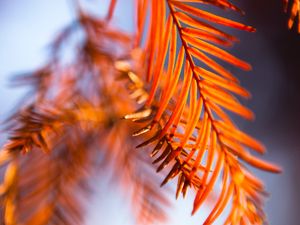 Preview wallpaper leaves, stems, macro, blur