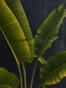 Preview wallpaper leaves, stems, macro
