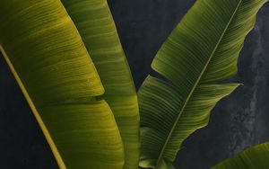 Preview wallpaper leaves, stems, macro