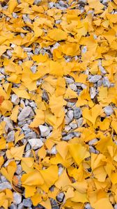 Preview wallpaper leaves, stones, autumn, yellow, gray