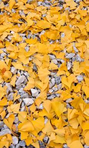 Preview wallpaper leaves, stones, autumn, yellow, gray