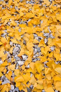 Preview wallpaper leaves, stones, autumn, yellow, gray