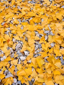 Preview wallpaper leaves, stones, autumn, yellow, gray