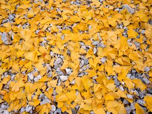 Preview wallpaper leaves, stones, autumn, yellow, gray
