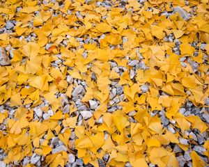 Preview wallpaper leaves, stones, autumn, yellow, gray