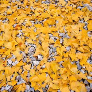 Preview wallpaper leaves, stones, autumn, yellow, gray