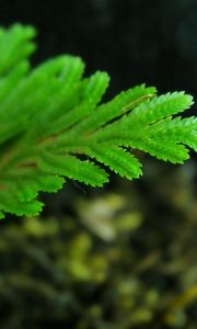 Preview wallpaper leaves, stones, bright, background, blurred