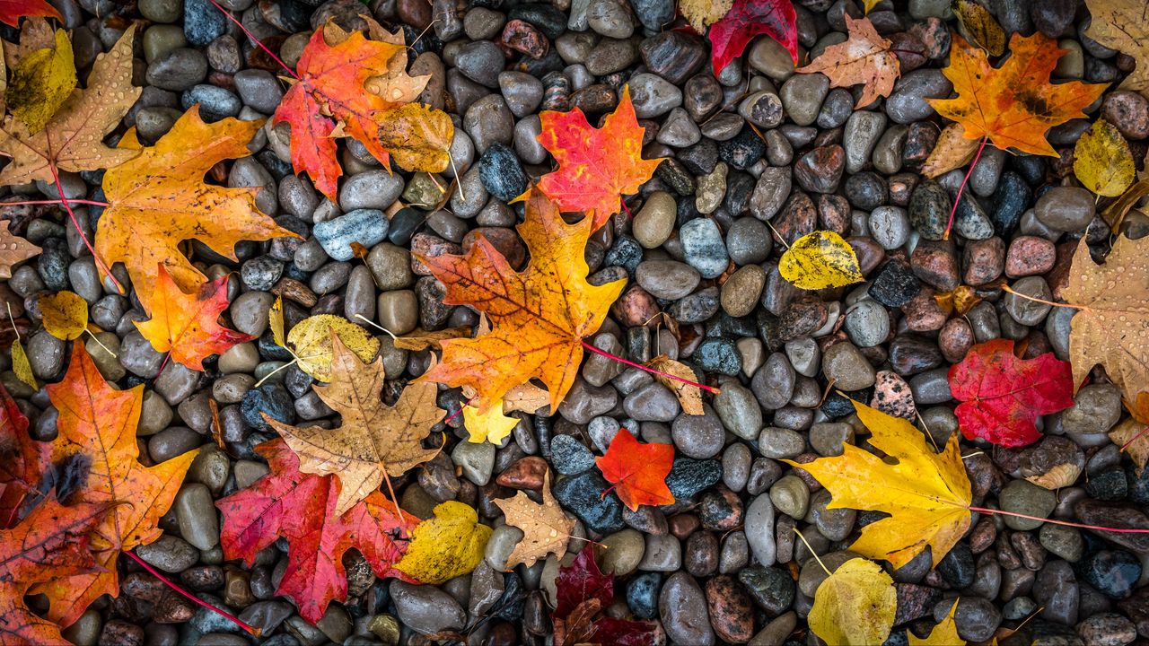 Wallpaper leaves, stones, maple, wet, autumn