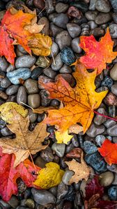 Preview wallpaper leaves, stones, maple, wet, autumn