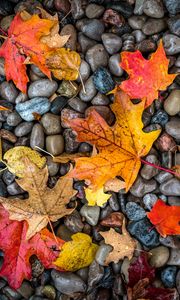 Preview wallpaper leaves, stones, maple, wet, autumn