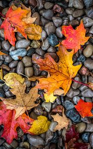 Preview wallpaper leaves, stones, maple, wet, autumn