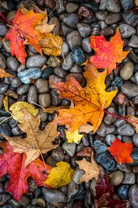 Preview wallpaper leaves, stones, maple, wet, autumn