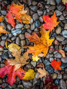 Preview wallpaper leaves, stones, maple, wet, autumn