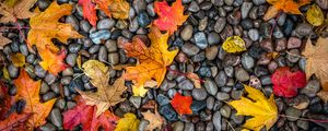 Preview wallpaper leaves, stones, maple, wet, autumn