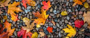 Preview wallpaper leaves, stones, maple, wet, autumn