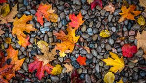Preview wallpaper leaves, stones, maple, wet, autumn