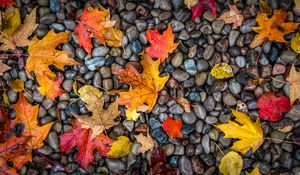 Preview wallpaper leaves, stones, maple, wet, autumn