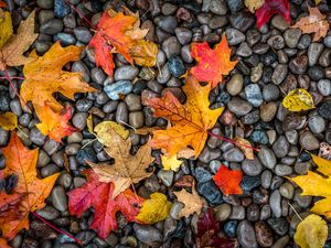Preview wallpaper leaves, stones, maple, wet, autumn