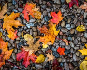Preview wallpaper leaves, stones, maple, wet, autumn