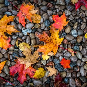 Preview wallpaper leaves, stones, maple, wet, autumn