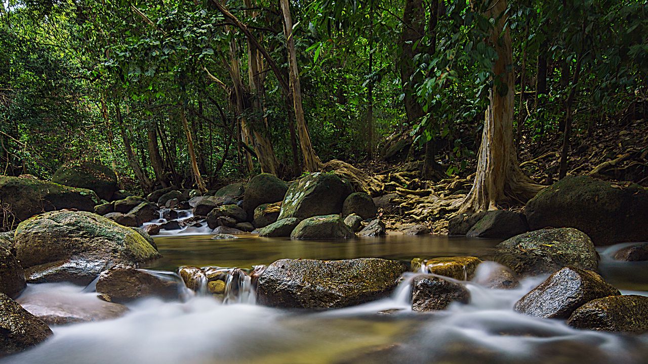 Wallpaper leaves, stones, river, trees, nature