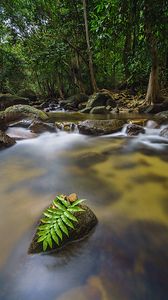 Preview wallpaper leaves, stones, river, trees, nature