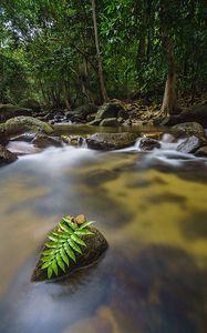 Preview wallpaper leaves, stones, river, trees, nature