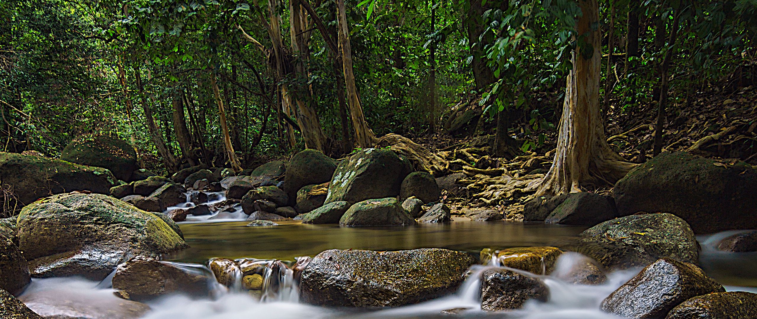 Download wallpaper 2560x1080 leaves, stones, river, trees, nature dual