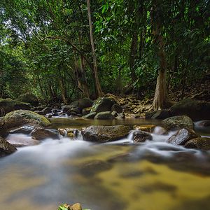 Preview wallpaper leaves, stones, river, trees, nature