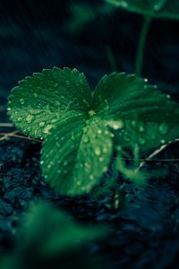 Preview wallpaper leaves, strawberries, drops, rain, water, macro