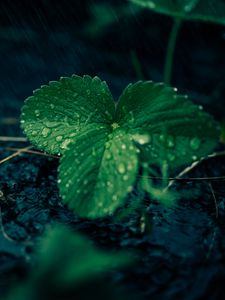 Preview wallpaper leaves, strawberries, drops, rain, water, macro