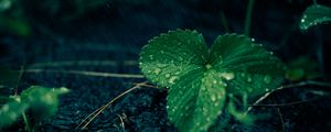 Preview wallpaper leaves, strawberries, drops, rain, water, macro