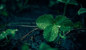 Preview wallpaper leaves, strawberries, drops, rain, water, macro