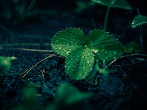 Preview wallpaper leaves, strawberries, drops, rain, water, macro