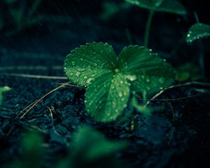 Preview wallpaper leaves, strawberries, drops, rain, water, macro