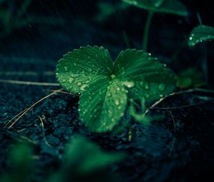 Preview wallpaper leaves, strawberries, drops, rain, water, macro