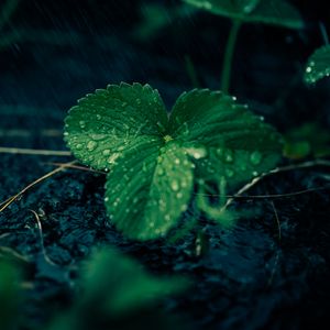 Preview wallpaper leaves, strawberries, drops, rain, water, macro